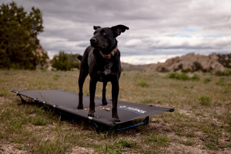 Ile kosztuje wizyta u weterynarza z buldogiem francuskim?
