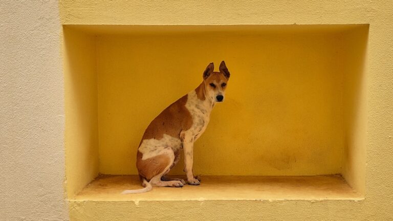 Czy buldog angielski jest psem dla Ciebie? Charakter i usposobienie rasy.