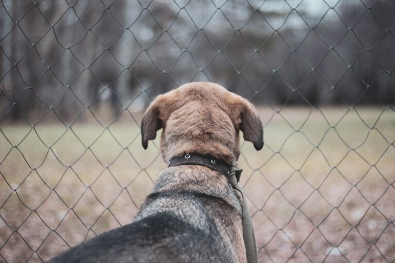 Jak długo żyje buldog francuski i co zrobić, aby cieszyć się nim dłużej?