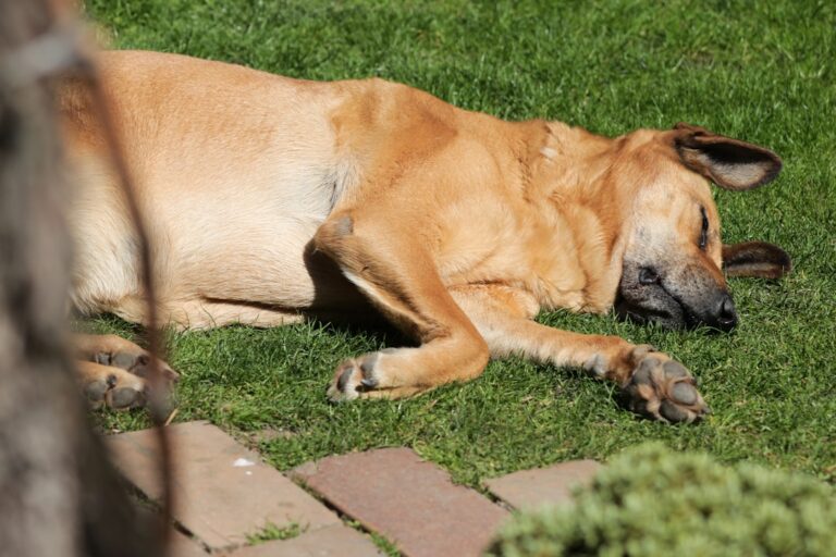Buldog angielski: Poznaj temperament i potrzeby psa tej rasy.