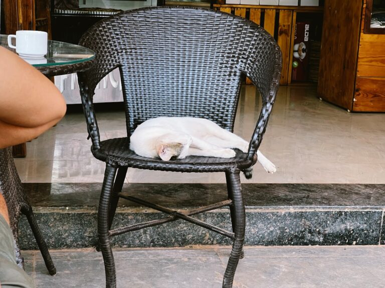 Ile powinien jeść buldog francuski? Dawkowanie karmy.