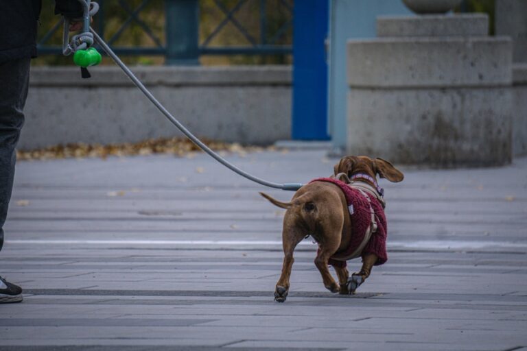 Buldog francuski za darmo: Jak znaleźć psa do adopcji i na co uważać?