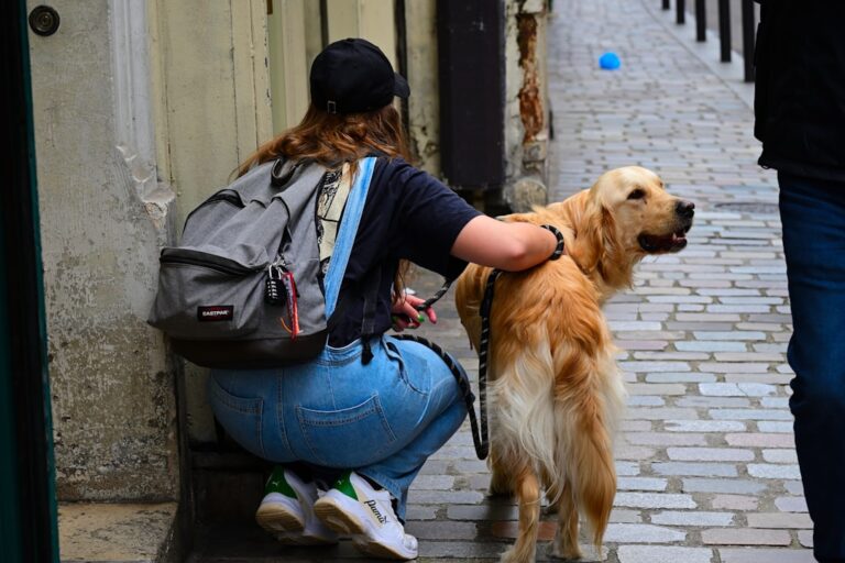 Buldog francuski i inne psy: Jak socjalizować i unikać konfliktów?
