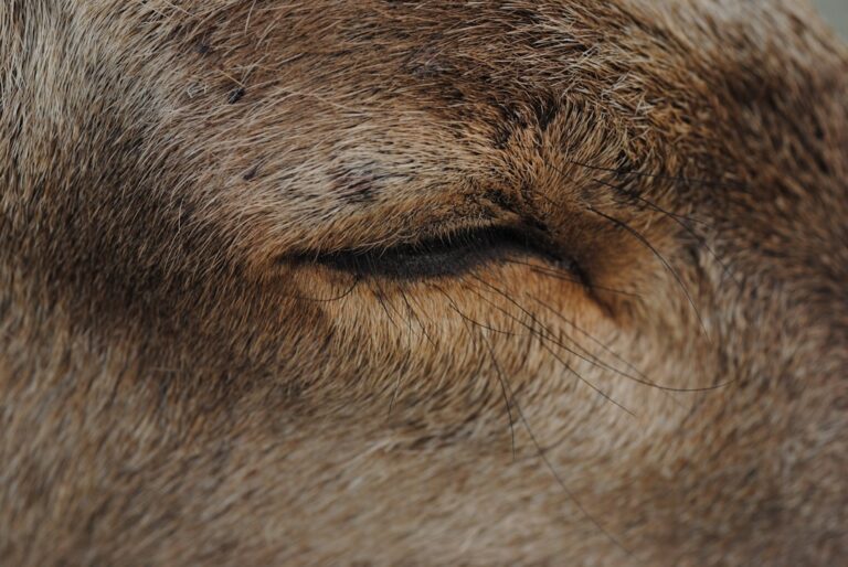 Dlaczego buldog francuski ciągle chce spać?