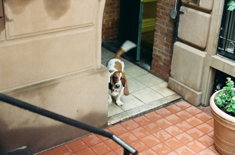 Pielęgnacja buldoga francuskiego: Jak dbać o skórę i sierść?