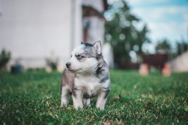 Jakie imiona dla buldoga francuskiego? Pomysły dla suczek i samców.