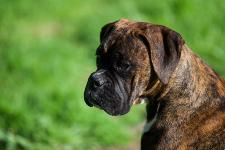 Jak karmić szczeniaka buldoga francuskiego w pierwszych miesiącach życia?