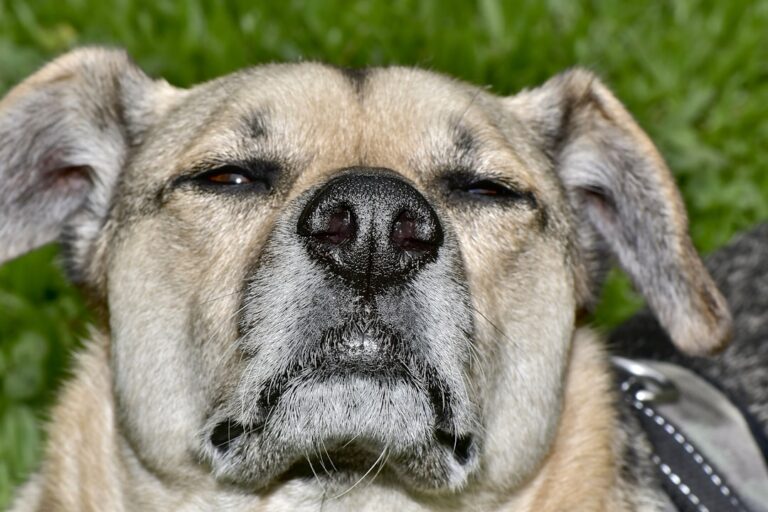 Jak nauczyć buldoga francuskiego komend?