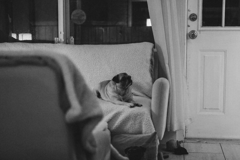 Waga szczeniaka buldoga angielskiego: Jak monitorować jego prawidłowy rozwój?