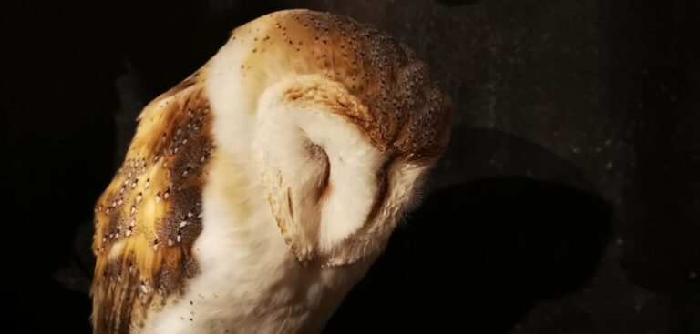 Buldog amerykański dla początkujących - czy to dobry wybór?