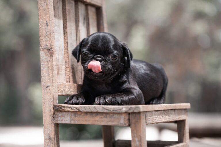 Jak dobrać odpowiednią karmę dla buldoga francuskiego?