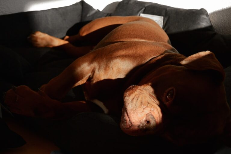 Co zrobić, gdy buldog francuski boi się burzy?