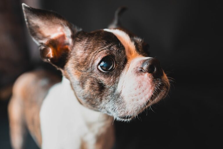 Buldog francuski: Jak dbać o fałdy?