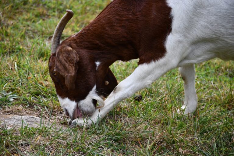 Buldog francuski miniaturowy: Czy taka rasa w ogóle istnieje?