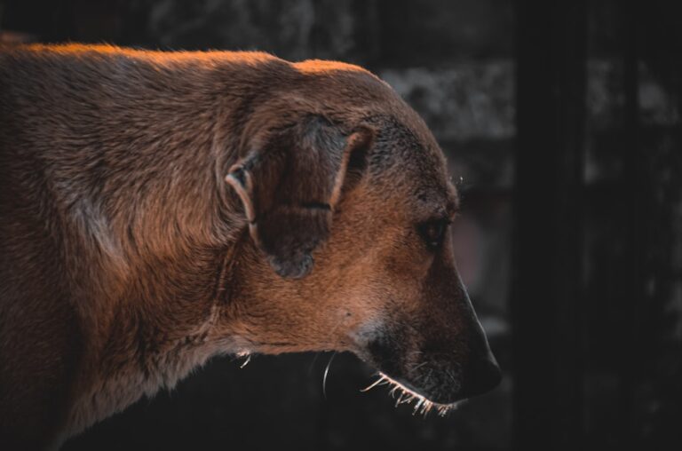 Jak wybrać bezpieczne zabawki dla buldoga francuskiego?