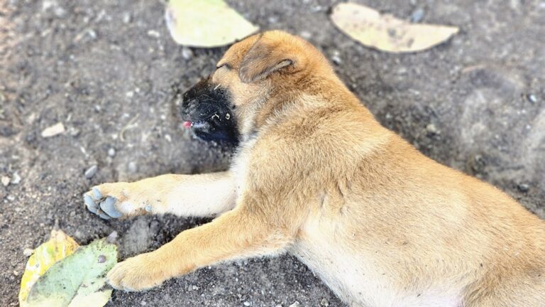 Buldog francuski: Problemy ze zdrowiem i jak im zapobiegać.