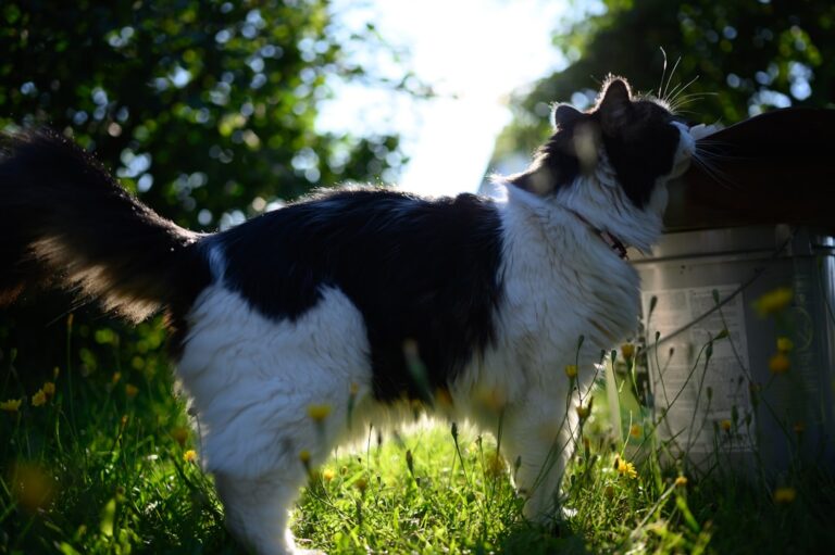 Ile waży buldog francuski? Prawidłowa waga i jak ją utrzymać.
