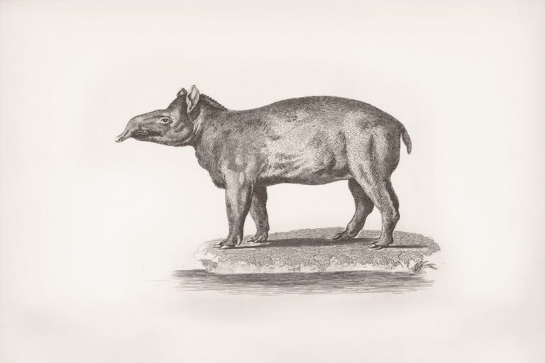 Jak nauczyć buldoga francuskiego nie ciągnięcia na smyczy?