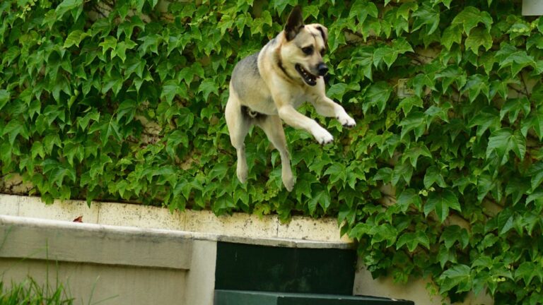 Jak buldog francuski dogaduje się z innymi psami i kotami?